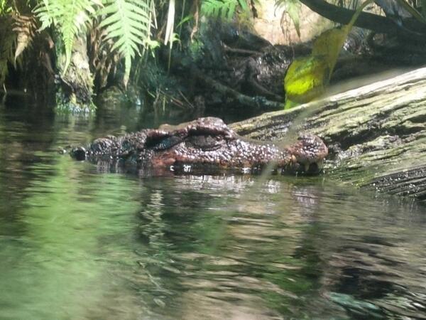 asayeed's tweet image. Hmm how do I build a fully annotated semantic parsing resource? #acl2014 #acl14nlp #aquarium