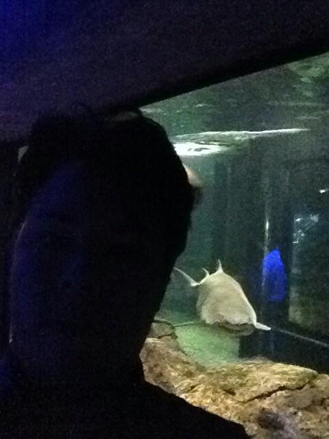 kotfic's tweet image. @WilliamBoag got my picture with shark... #acl2014nlp #acl14nlp