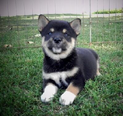 Max Teitelbaum tweet media