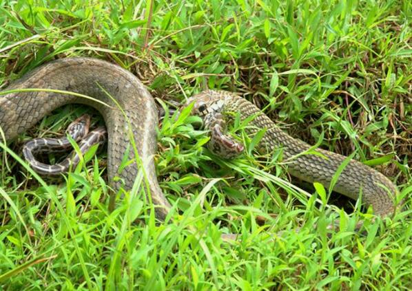 IndianSnakes's tweet image. #RatSnake making a meal out of #BabyPython.Image @HarishKumar, Udupi, Karnataka.Good documentation of animal behavior