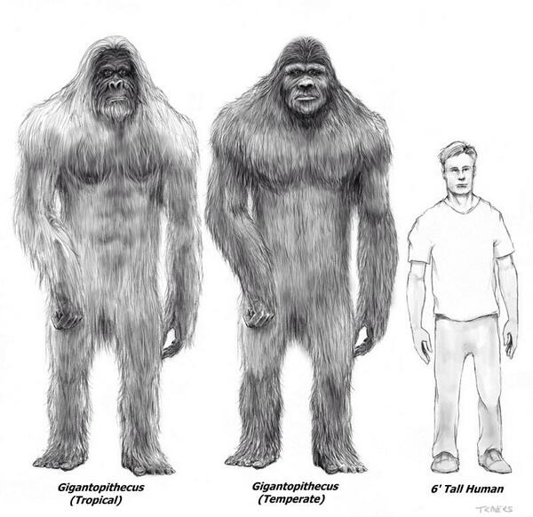 ScienceAD's tweet photo. The fossil record indicates that an extinct ape called Gigantopithecus most likely burried their dead. http://t.co/tFjrcaPRPZ