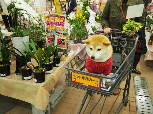 Embedded image permalink