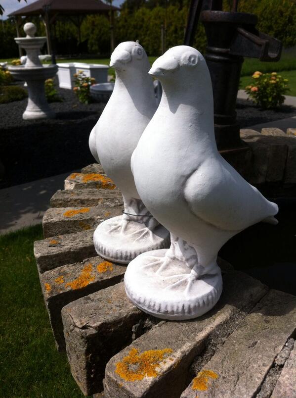 Opgelet !! Bij 650 volgers gaat deze mooie koppel duiven eruit !! Rt.....