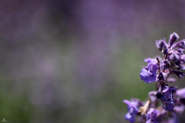 Foto_Hagaff's tweet photo. Salbei-Blüte #BotGart #Augsbug http://t.co/Dmnz5mHHXU