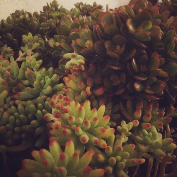 lanewaylearning's tweet photo. It's #terrariumtime down @thelittlemule tonight with the lovely @MsCandySparkles - #captaincraft herself! #melbourne http://t.co/fPsOxhNvgY