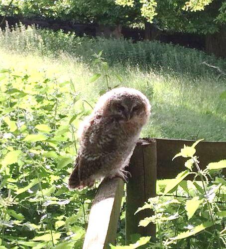 NTSouthWest's tweet photo. From @NTDyrhamPark - experts in cute: MT So far, we've brought you baby barn owls &amp; a fawn; now lil tawnyowl! http://t.co/9aRbDh2ZEy