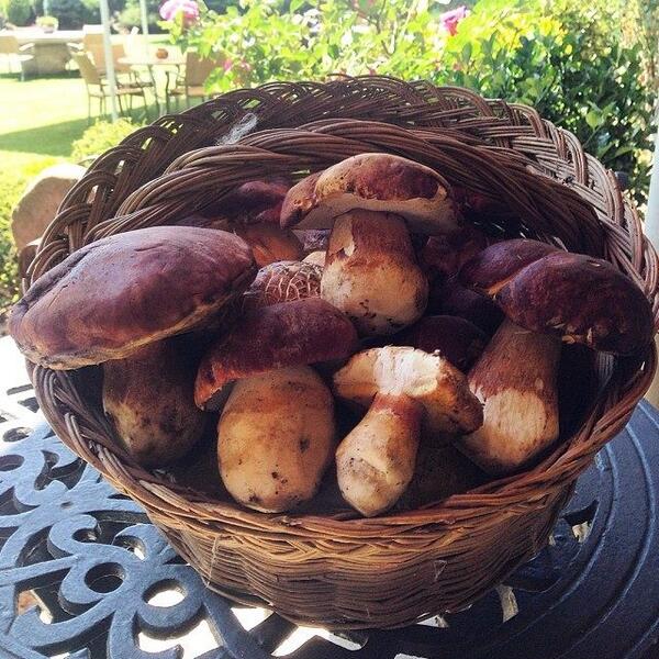 Primers ceps de la temporada#hotelgastronomic#puigcerda#cerdanya