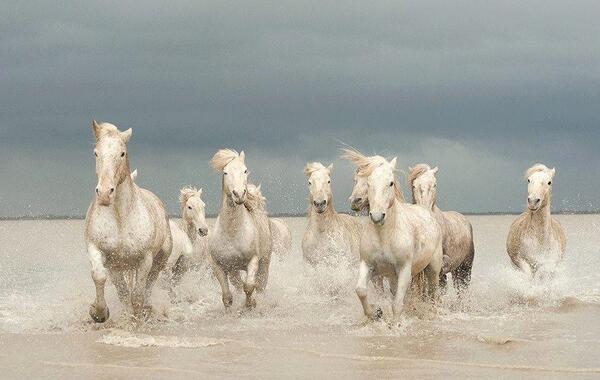 Gabriele Corno tweet media