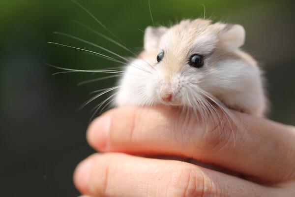 hamster_pics's tweet photo. http://t.co/QrNiYMiAXj