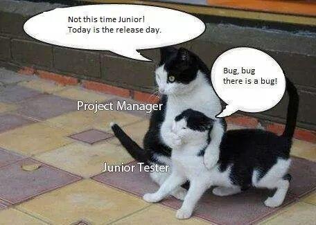 NoemiFenyvesi's tweet photo. The life of a junior software tester :) http://t.co/nE4edMsdRG