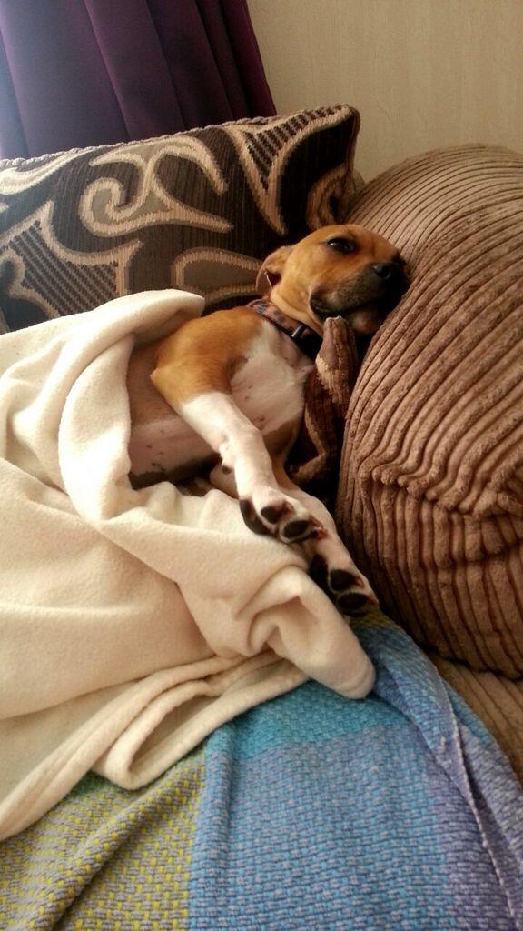 AnnTweedy's tweet photo. My poor baby Binky after her operation. Breaks my heart #sore #sleepy #canthavenobabies http://t.co/IPqWXwSMwV