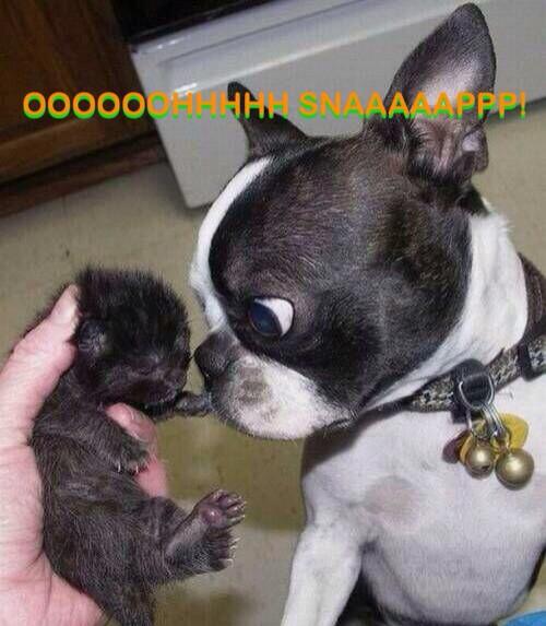 VJAriana's tweet photo. Lol my edit of this😂 http://t.co/OTLtnXGV7F