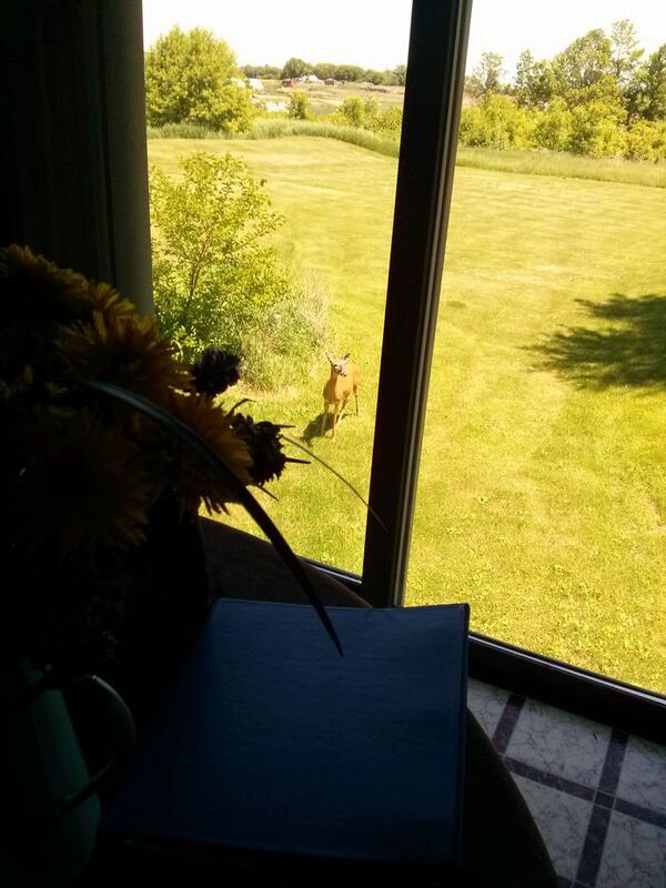 bigneuts's tweet photo. Came home to a deer chillin in the backyard. http://t.co/4r7ujqAQGv