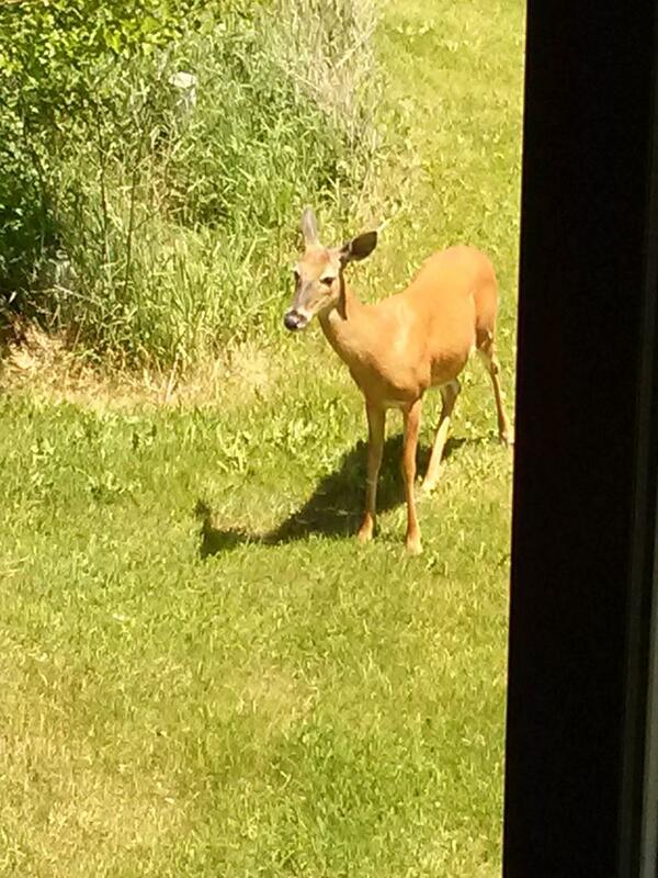 bigneuts's tweet photo. Came home to a deer chillin in the backyard. http://t.co/4r7ujqAQGv