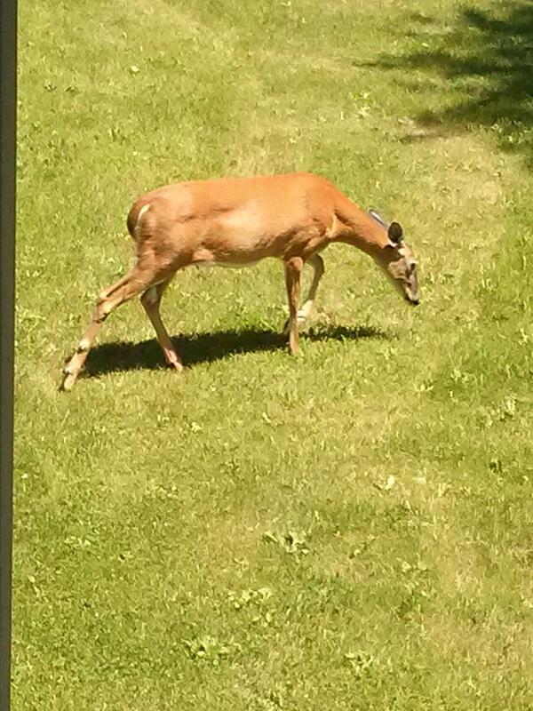 bigneuts's tweet photo. Came home to a deer chillin in the backyard. http://t.co/4r7ujqAQGv