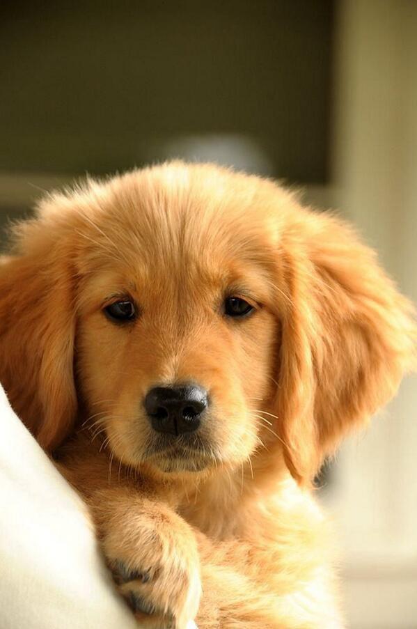 rognekerrie's tweet photo. “@iLovePupsDaily: Golden Pup http://t.co/ky0nltA7kE” @SamanthaHarrin1