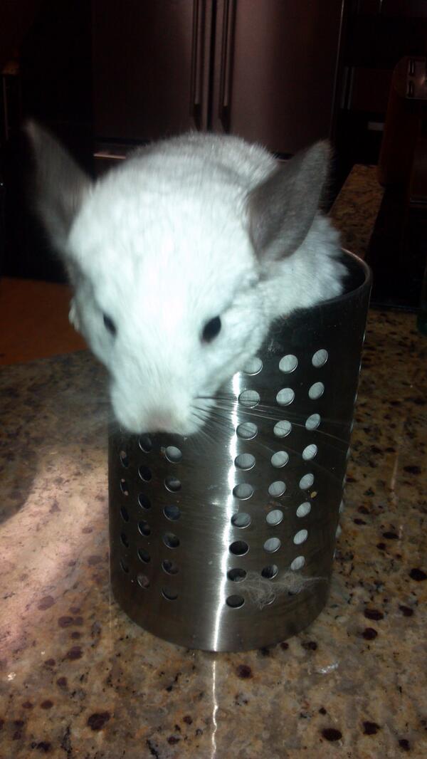 shfluff's tweet image. I like hiding in tiny spaces...like the kitchen utensils holder, for example #pufffluff #chinchilla #mosaicchinchilla