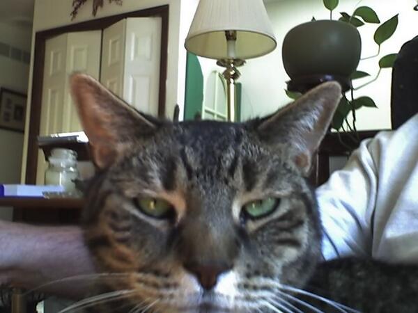 Agway's tweet photo. Celebrating #felinefriday with a #selfie http://t.co/1IqKpTTjW9