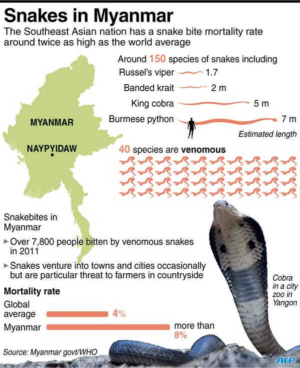 An infographic on snakes in myanmar, which has a snake bite death rate