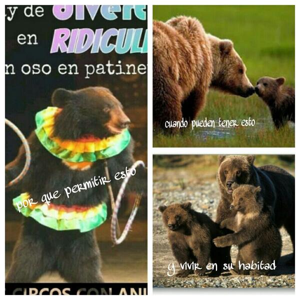 Veracruz_ANA's tweet photo. #ManceraQueremosCircosSinAnimales por que nosotros lo queremos y ellos lo merecen. http://t.co/TL7BCWtkcL