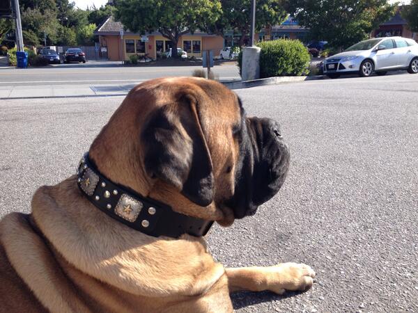 KinCollars's tweet photo. Rosco wearing Kin Collars 'Kings Crown'! Rosco is a 16 month old #BullMastiff #therapydog! http://t.co/NRTdmQkDfo http://t.co/VH6zGVQFPu