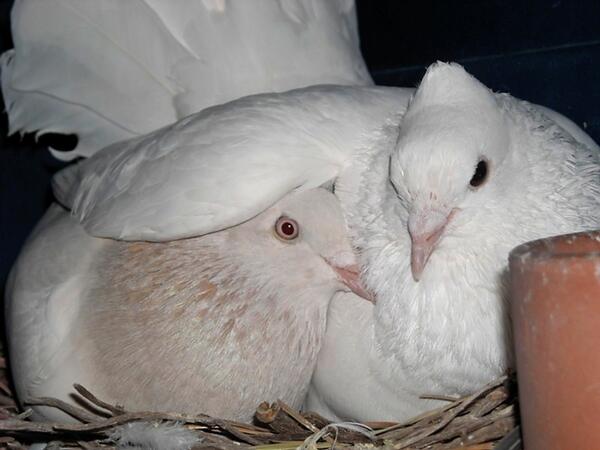 ArmVoteDem's tweet photo. “@PigeonFriend: Happy Pigeon Appreciation Day! #PAD14 #BirdRescue http://t.co/kxqzwLw9aD” @Rickagain