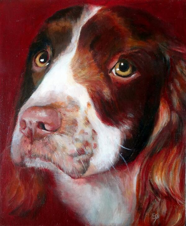 suegardnerart's tweet photo. My latest dog portrait, 'Bramble' the Springer. I started another commission with  two more beautiful dogs today. http://t.co/jadjgTObZO