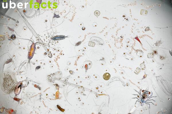 This is what a single drop of sea water, magnified 25 times looks like.