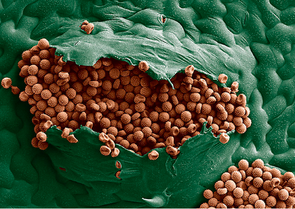 Agarics's tweet photo. bean plant w pathogenic fungal pustule erupting &amp; releasing all the spores
http://t.co/eqB9e3C3IT
http://t.co/QCErpZiGOJ via @foundmyfitness