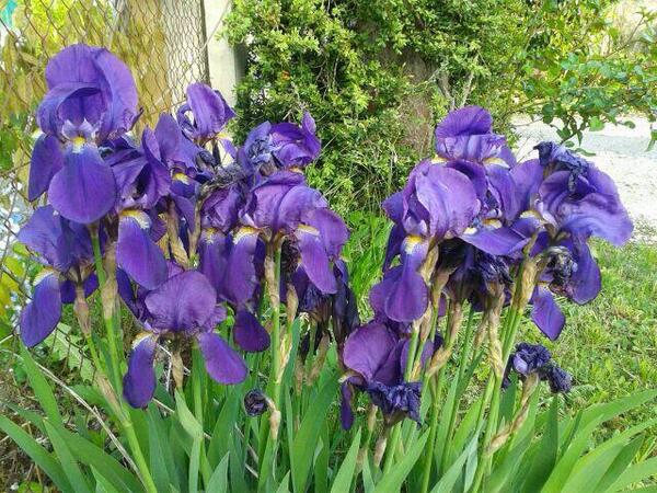 3aturati's tweet photo. #unafotoéunafoto #fiori @bbmvalsecchi @AdyUselli @AliceMareli @bloggiornalismo @elenagiro @giuliacaminada http://t.co/E3cOZwkyM0
