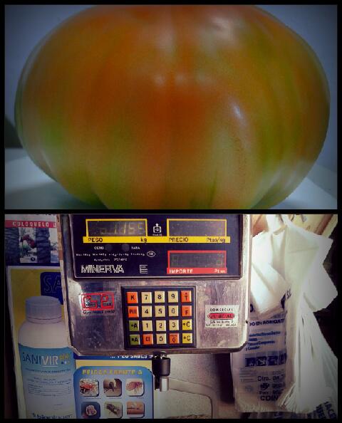 alguerrero10's tweet photo. primeros tomates de mas de 1 kg de nuestros clientes y seguimos asesorandote @Inmainmitas @ANTGUEMOR http://t.co/ddH7wDltUv