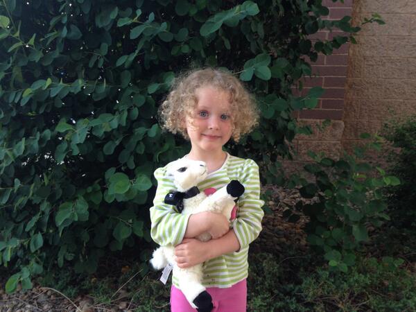 marknfischer's tweet photo. Brought daughter (lilikoi) home @classyllama llama from #irce2014 .  She's thrilled!  @inspirecommerce http://t.co/kx5Lc7vHwR