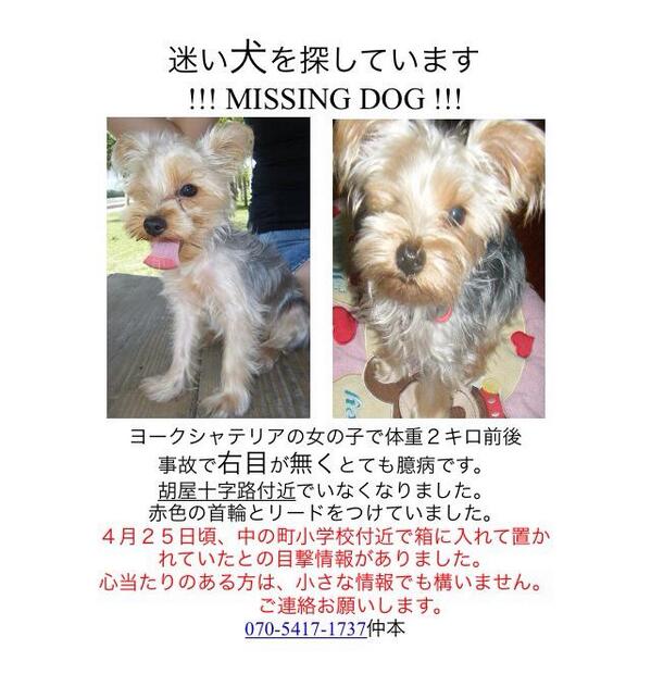 chuppybeam's tweet photo. 【#犬　捜索中　#沖縄　#迷い犬　#保護】
#沖縄市　ゲート通り付近より行方不明
名前はティファニー
#ヨークシャテリア　メス、右目がない、赤首輪にリード、臆病https://t.co/WzfBO3lvAD … http://t.co/MHuDZz6y4v