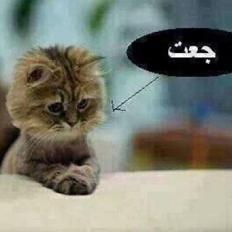 ReadRaed2 tweet picture