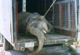 maitemarcos's tweet photo. En su naturaleza los elefantes nose paran de cabeza ni llevan cadenas en sus patas #ManceraQueremosCircosSinAnimales http://t.co/vvtTqGbjVA