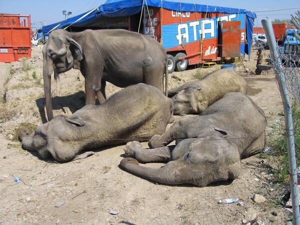 NATURALEZAANIMA's tweet photo. El #DF y el mundo piden a @ManceraMiguelMX #ManceraQueremosCircosSinAnimales El show debe continuar sin esclavos. http://t.co/NPw0cyEnAp