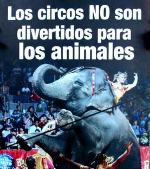 maitemarcos's tweet photo. Esto no educa solo es un negocio cruel donde hay sufrimiento  #ManceraQueremosCircosSinAnimales @ManceraMiguelMX http://t.co/JRQ2HVBSXN