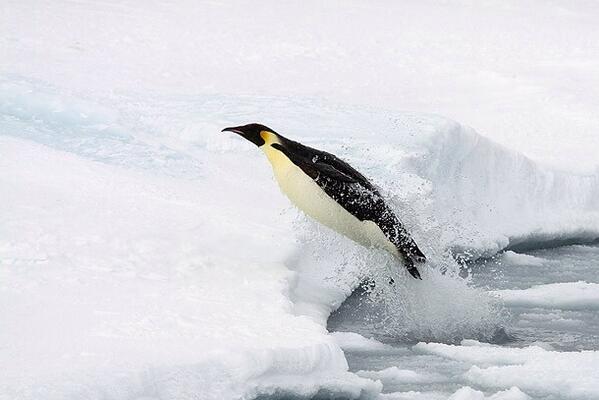 amwzim's tweet image. Breathtaking photo of @Persie_Official goal. #VanPersie