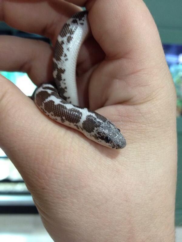 karolynebrudrs's tweet photo. #baby #kenyansandboa #dontshootyourdogsaresafe http://t.co/9JBihiZCIc