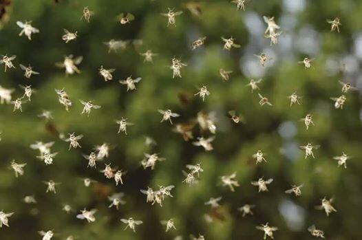 Lovely summer shot of bees hard at work.