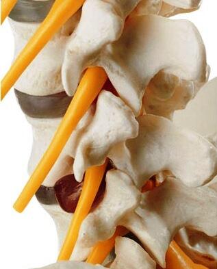 GTsimulators's tweet image. Human Spine Models #HumanSpineModels #SpineModels #Anatomy #AnatomyAndPhysiology gtsimulators.com/Spine-Models-H…