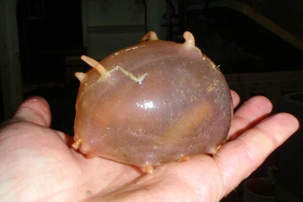 UberFacts's tweet photo. 10 bizarre animals that actually exist... This is a sea pig: http://t.co/6AIVshRvvL http://t.co/wudIuYFRPq