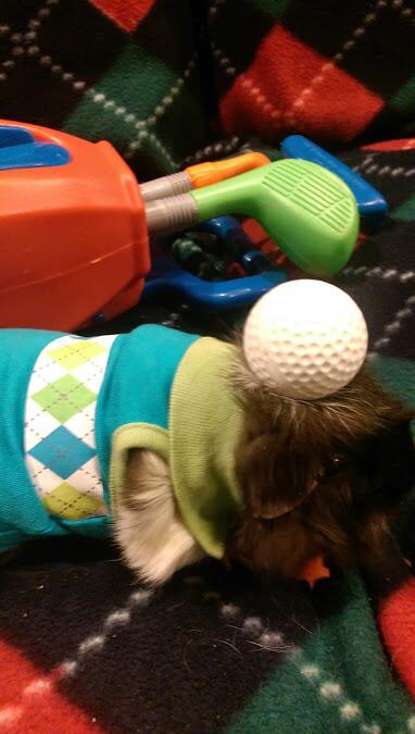 FuzzyToday's tweet photo. This girl is ready to golf in her argyle shirt! #guineapig #GRgyle #LPGA @GRgyle http://t.co/JIbj7cufNd