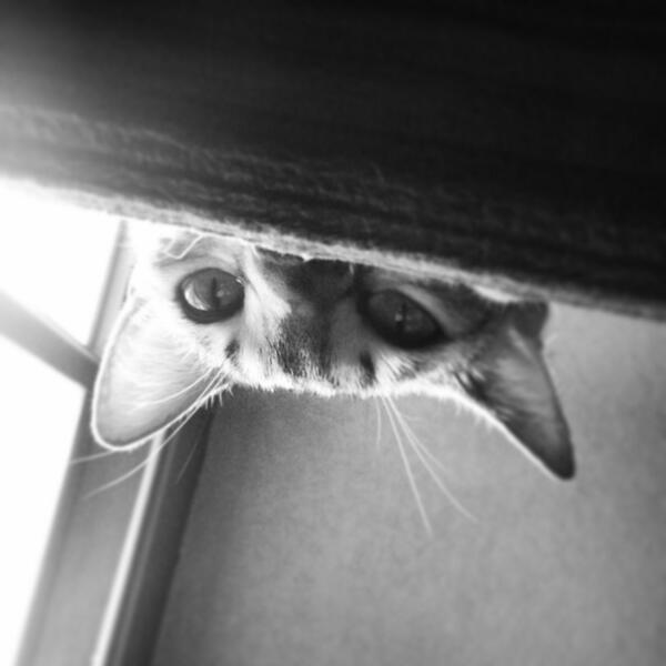 Mondoodle04's tweet photo. #cats #LookingOutWindow #Peekaboo The beautiful kitties at home :) http://t.co/VduT1fmOlu