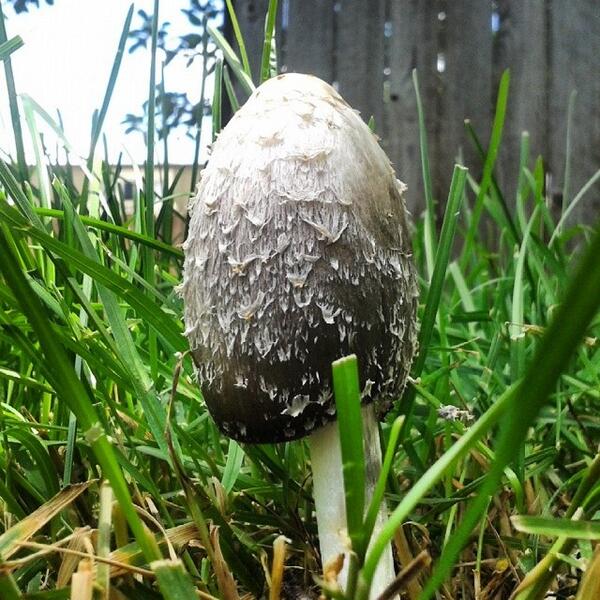 SocialHub tweet media