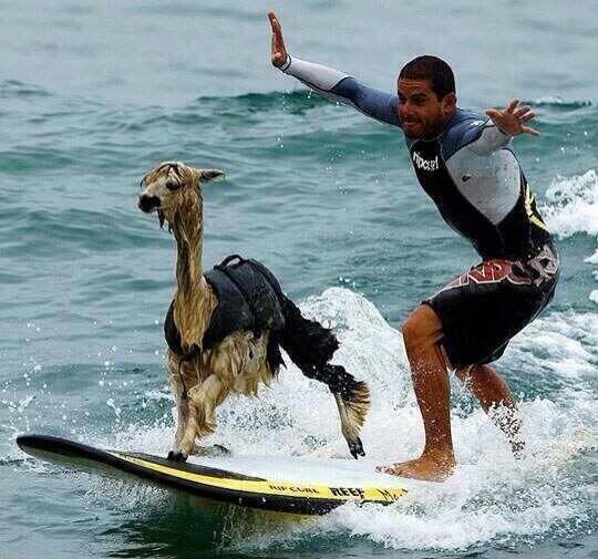An Alpaca surfing in Peru. That is all.