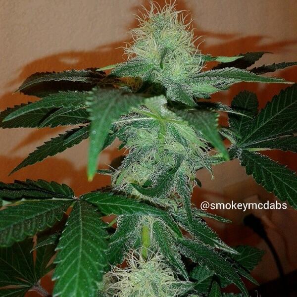 SocialHub tweet media