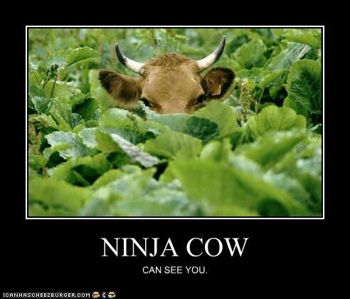 cvankamp2000's tweet photo. Pasop ninja koei kyk vir julle  - beware ninja cow is watching you! http://t.co/NeiYVn9055