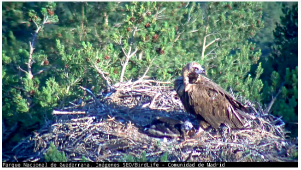 ForestryNews's tweet photo. ¿Te gustaría ver en directo un buitre negro? http://t.co/O1aRfbxS3T #webcambuitre vía @SEO_BirdLife @ComunidadMadrid http://t.co/9gX7CCpXOT