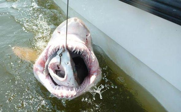 驚いちゃう画像集 盛り沢山 Twitterissa 驚き びっくり 面白画像 Http T Co Tds0x2xyaj